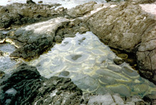 [Rocks in Lava, Giardini Naxos]