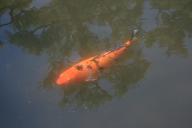 [Carp]