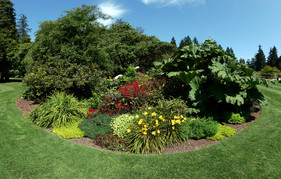 [Red and Yellow Flowers; Huge Leaves]