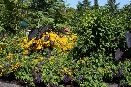 Black Leaf Plant