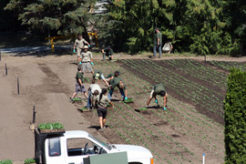 [Row Plantings]