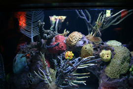 Coral Exhibit