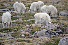 [Mountain Goats! Baby Mountain Goats!]