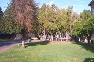 [Quad and Orange Trees Behind Douglass]