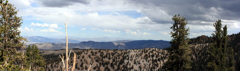 [Ancient Bristlecone Forest]