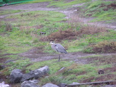 [Standing Heron]