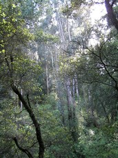 [Trees in a Park on the East Side of the Highway Tunnel]