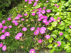 [Purple Iceplants with Open Flowers]