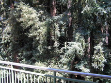 [Redwoods]