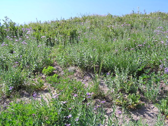 [Out on a ridge with trees]