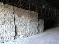 [A Barn Half-Full of Hay]