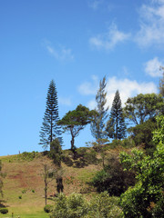 [Strange Trees]