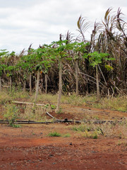 [Papaya Tree(?)]