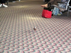 [Pidgeon in Terminal]