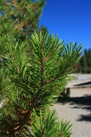 [Pine Needles]