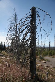 [Big Dead Tree]