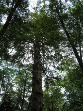 [Top of Oregon's Largest Tree]