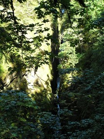 [Oneonta Gorge. 20 Feet Wide.]