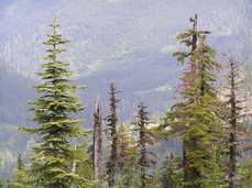 [Trees and Valley]