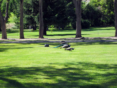 [Peacocks at the Maryhill Museum of Art]