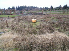 [Giant Rotting Pumpkin]