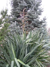 [Yucca]