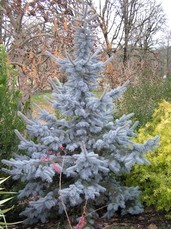 [Blue Spruce]