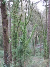 [Trees Clad in Ferns and Ivy]