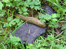 [Slug]