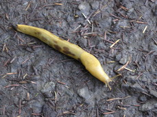 [Slug, Again]