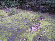 [Bridge Over the Abandoned Hood Loop Highway]