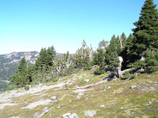 [Approaching the End of Trees: 6950ft]