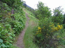 [Wildflowers Going Up the Trail]