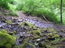 [Waterfall's Stream Crossing the Trail]