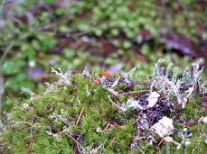 [Tiny Red (Cladonia) Mushrooms]