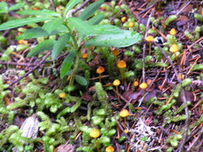 [Orange Mushrooms]