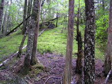 [The Hillside along Ramona Creek]