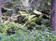 [Moss-Covered Rocks]