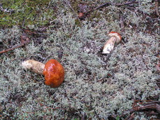 [Upended Mushrooms (Bolete?)]