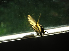 [Butterfly Trapped in Garage]