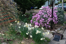 [Daffodils and Rhododendrons]