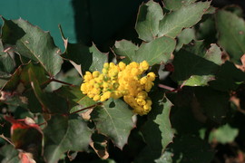 [Oregon Grape]