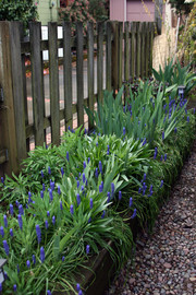 [Blue Flowering Weeds]