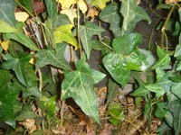 [Ivy in Window to Basement and Foundation; Not Inspected]