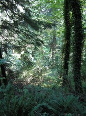 [Trees Along the Trail]