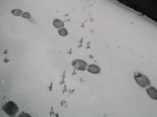 [Bird Tracks???]