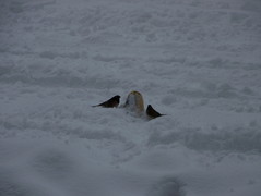 [Birds in the Snow]