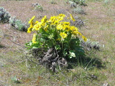 [Wildflowers at Rowena Plateau]