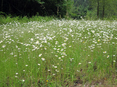 [Wildflowers at Bottom]