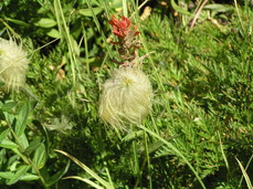 [Funny Cottonball Plant, Top View]